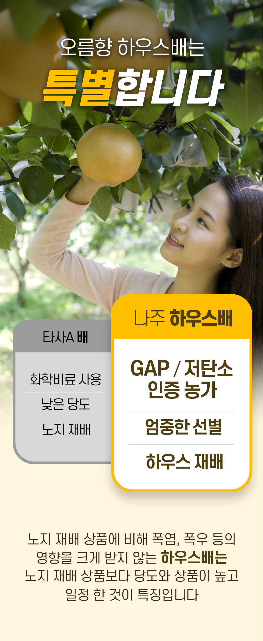 나주배 추천해요