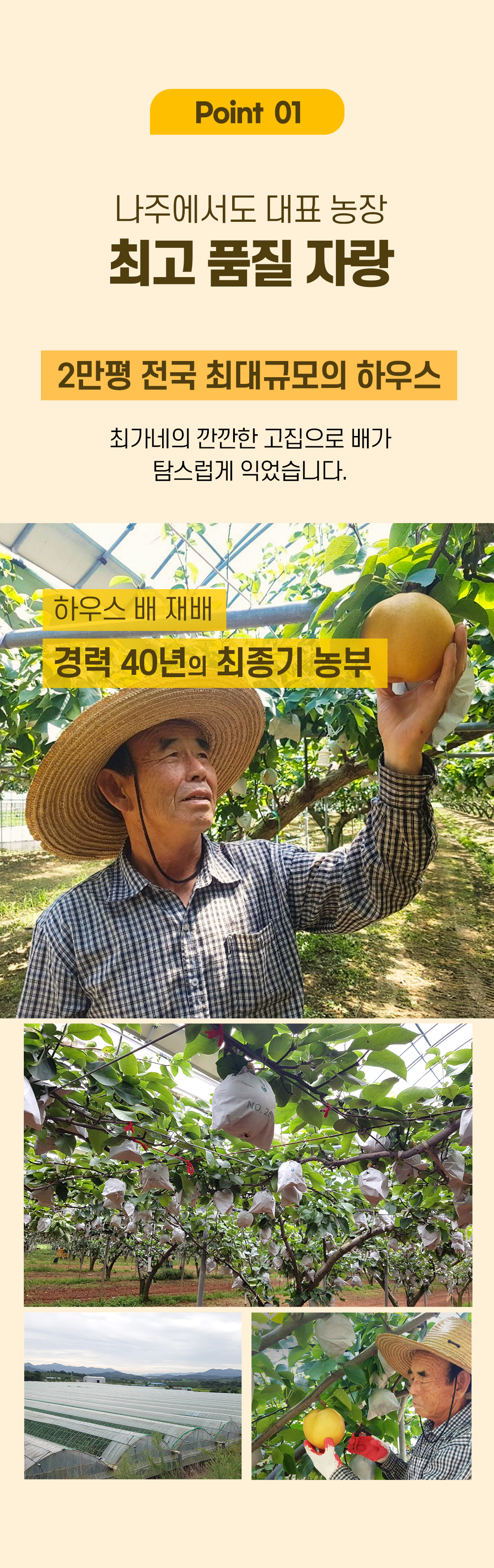 나주배 포인트01