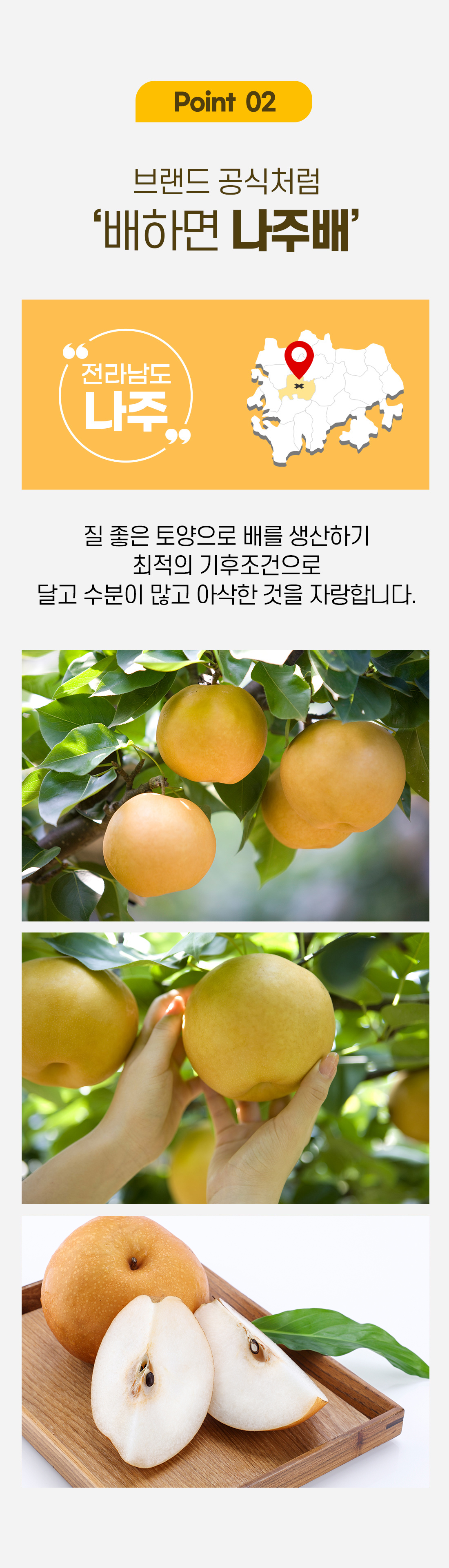나주배 포인트02