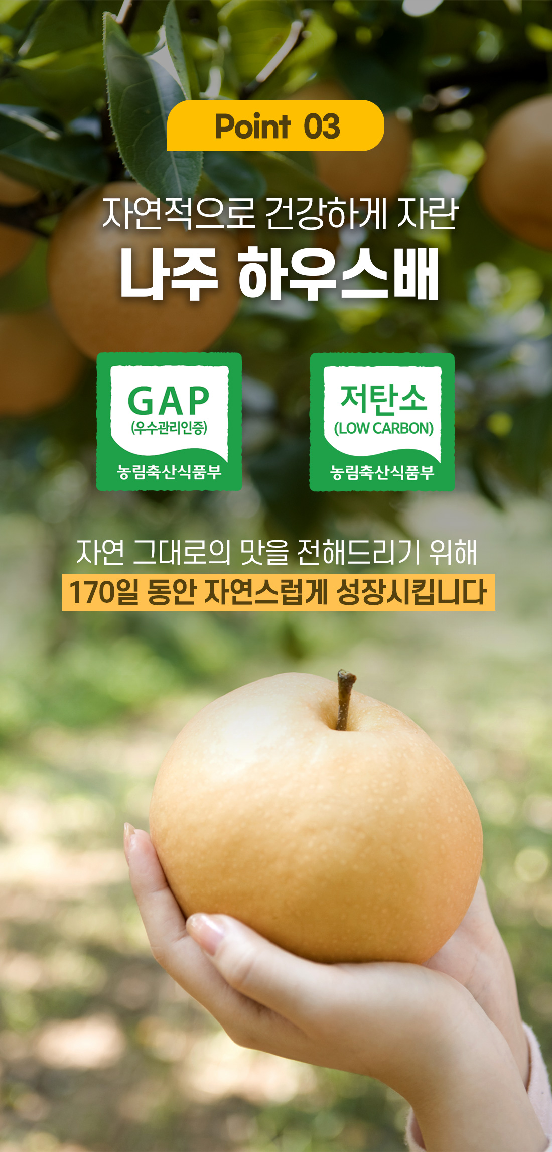 나주배 포인트03